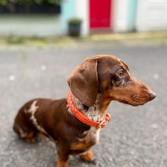 Dog Tow Rope Dog Collar PU Leather Woven Adjustable Dog Harness Medium Large Dog Collar Cat Collar  Pet Supplies Dog Collar